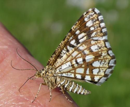 Réf. 229 190 : Chiasmia clathrata